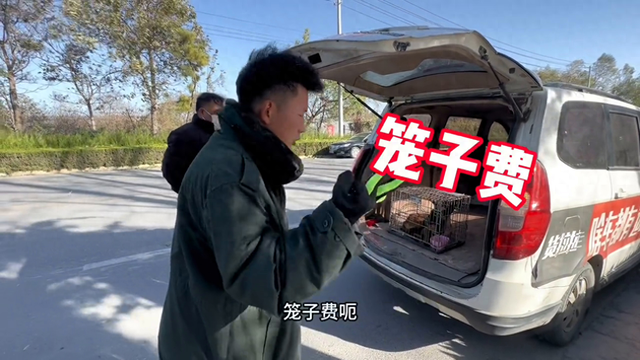 马犬图片大全纯种多少钱（小伙说透网络卖狗骗局）