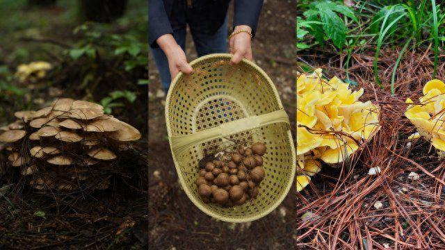 谁懂啊！大理这两个地方竟然四季有菌采