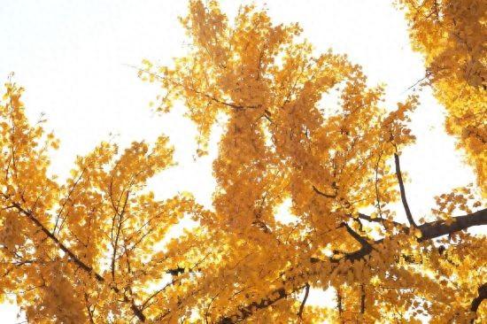 这场秋日浪漫别错过 申城落叶道体验进入倒计时