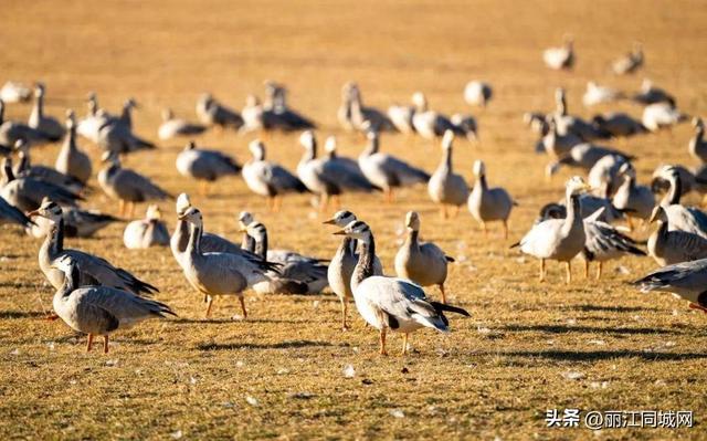 来丽江拉市海，赴一场万鸟齐飞的冬日浪漫