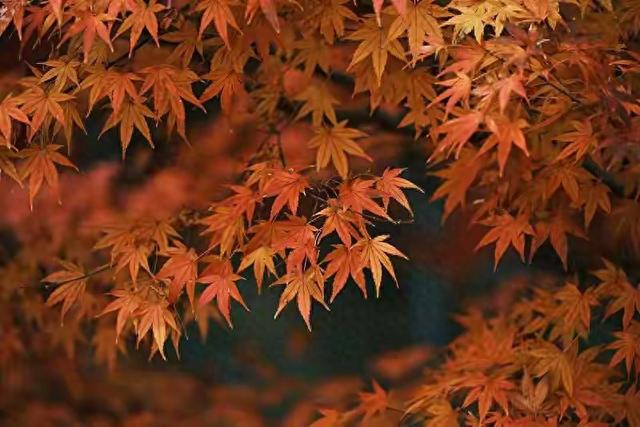 霜降已到全国红叶上线中！这四大“出片宝地”美到封神！