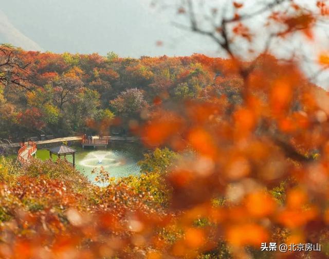 醉美坡峰岭！国庆相约第十四届红叶节