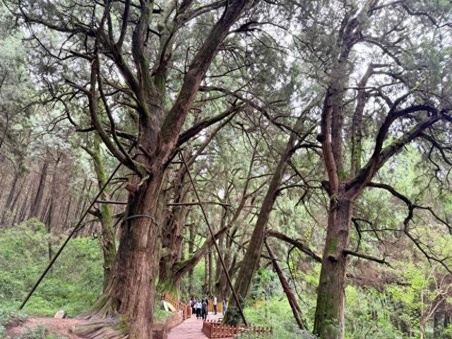 百里嘉陵一画屏，翠云廊里生态情