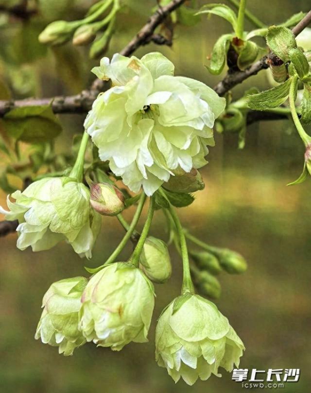 绿樱上线！长沙这两个公园等你来赏不一样的樱花