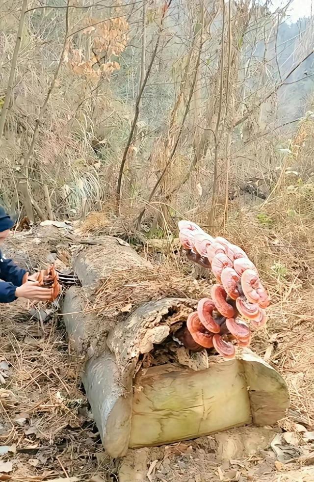深山寻宝意外发现，大片珍贵菌类家族，普通泥土下的财富秘密
