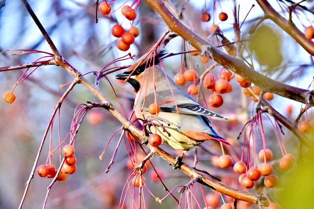 新聊新景丨水城之冬 太平鸟入画