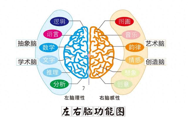 全脑开发课有必要上吗建议上全脑开发课（给孩子上全脑开发课真的有必要吗切记不要让孩子做半路出家）