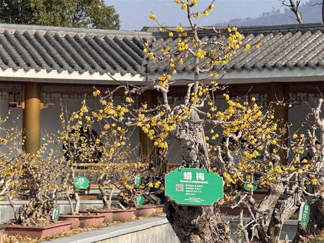 蜡梅花开香满园