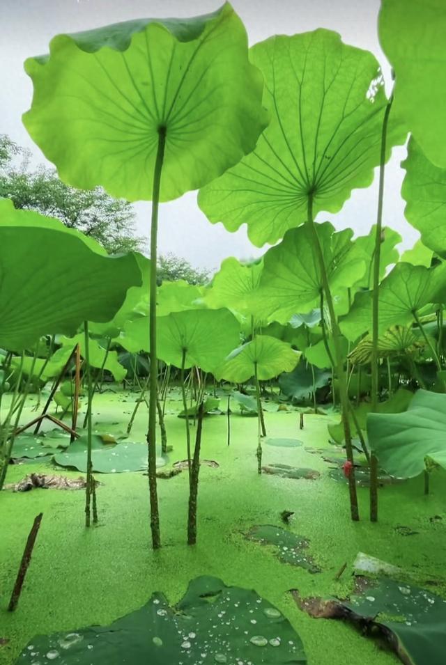 如果你疲惫了，就回老家看看，那里有你童年的味道和家的温暖