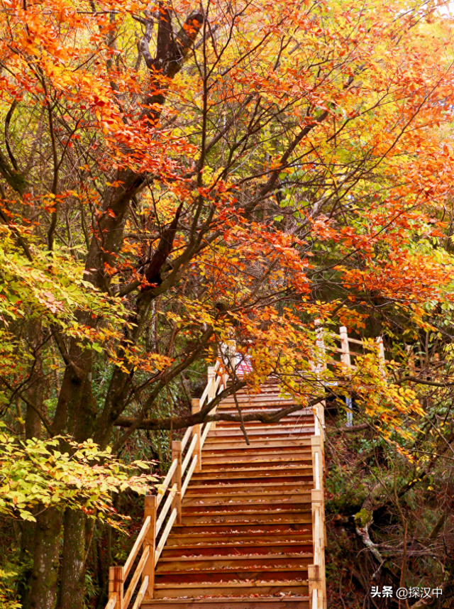 秋遇草川子，红叶醉游人
