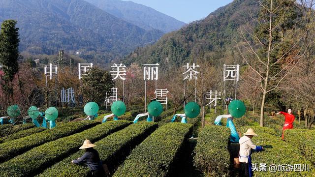 峨眉春晓 雪芽知——峨眉雪芽第六届开园采新节盛大举行