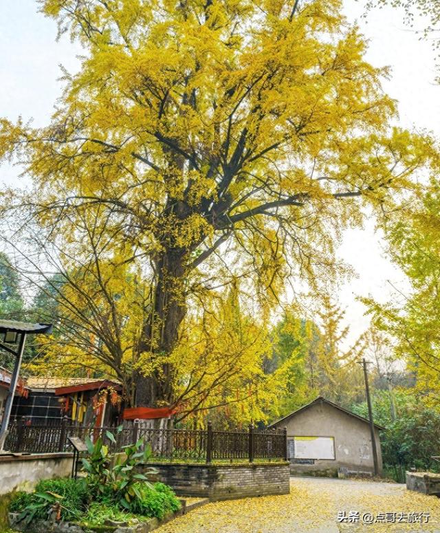 成都这5大千年银杏，超级惊艳，其中一株相传是杨贵妃种植！