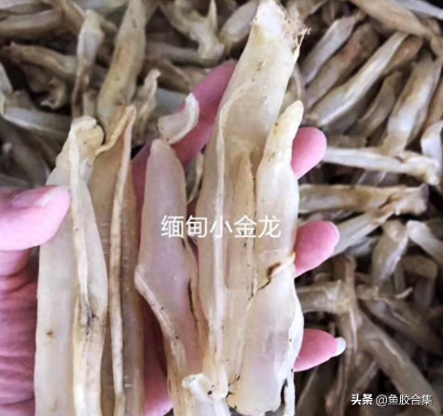 小金龙花胶 2025年小金龙花胶的功效与作用 小金龙花胶 2025年小金龙花胶的功效与作用