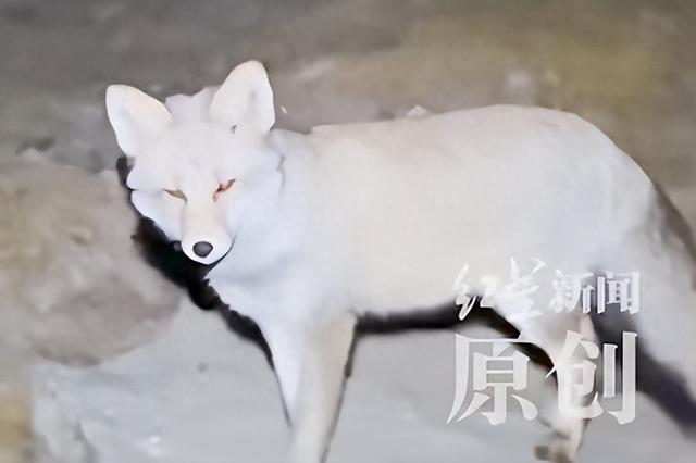 男子称夜晚被困五台山遇狐狸引路，“因好奇跟着走了10分钟，到了终点附近”；专家：可能碰巧同路