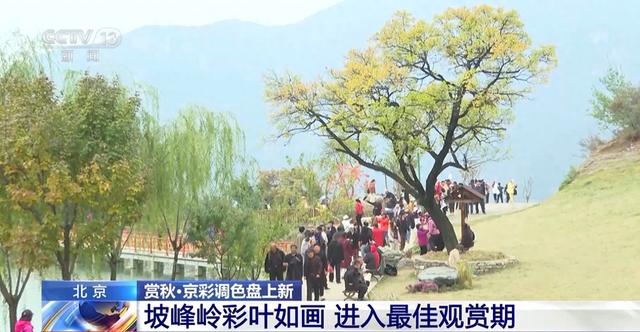走，去北海公园一站式饱览京津冀豫“当家好菊”！