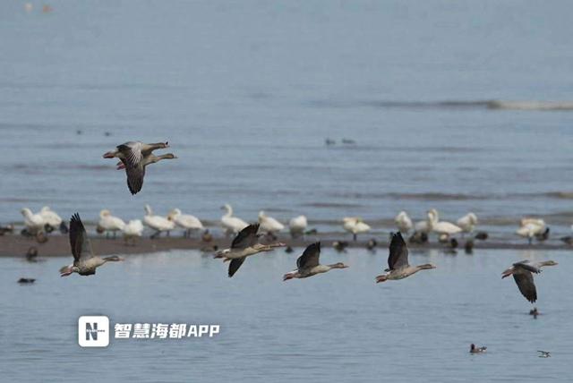 闽江河口国家湿地公园明年3月试运营