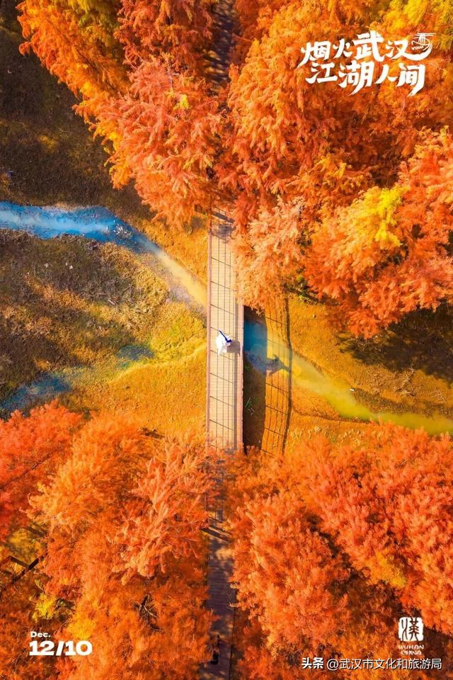 武汉这片杉树林，喀纳斯啊你！