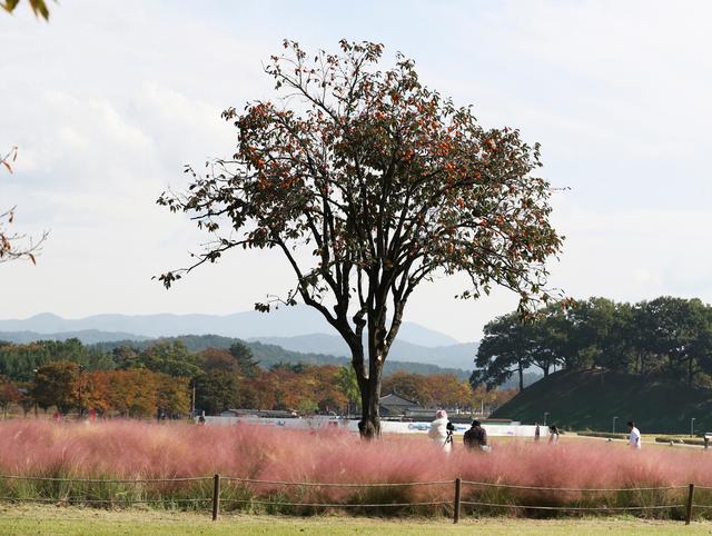 韩国古城庆州秋色