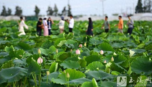 杞麓湖畔荷花盛放 生态农旅添活力