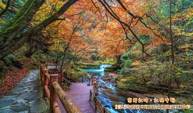 汉中顶流红叶秘境“上线”!本周末进入最佳观赏期!