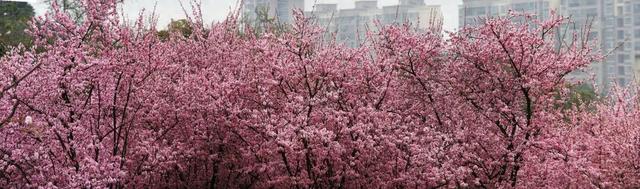 超值！植物园这片美人梅开men了
