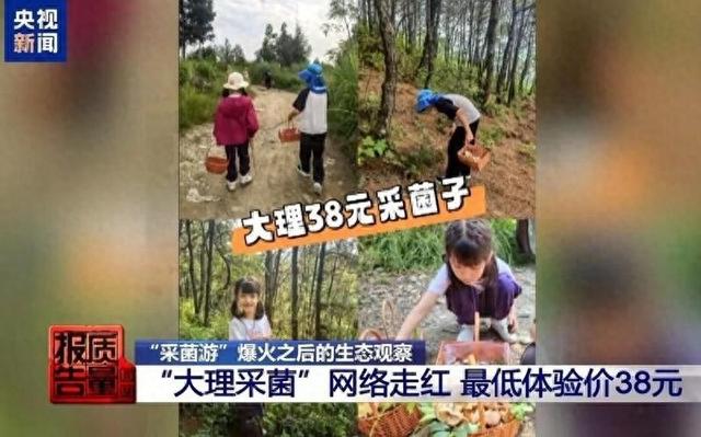 听·见｜采蘑菇的游客，请别踩苍山