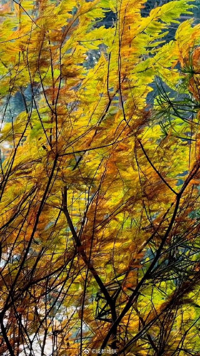 青龙湖的秋日油画已上线