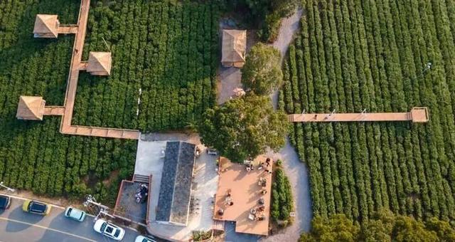 左手咖啡右手茶 茶园里“长”出咖啡店