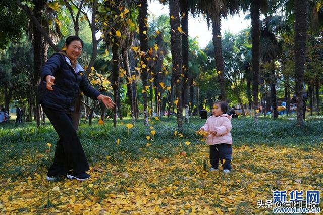 河南南阳：银杏美景吸引市民