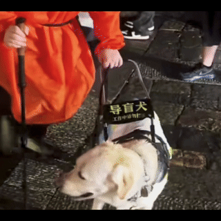 带导盲犬爬泰山的夫妻被网友批评，导盲犬芬迪看着非常累