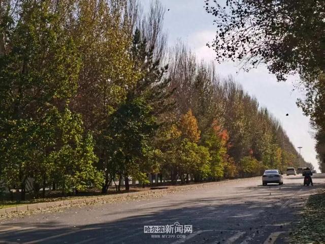 超多美图！来冰城赏落叶品秋意