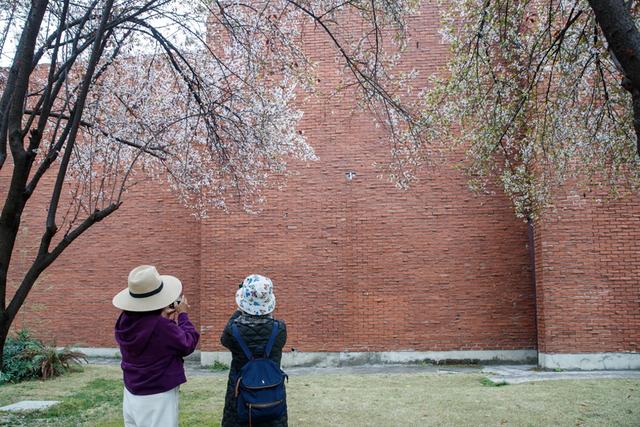 春满蓉城 花缀府河——东湖公园紫叶李盛放引市民赴春日之约