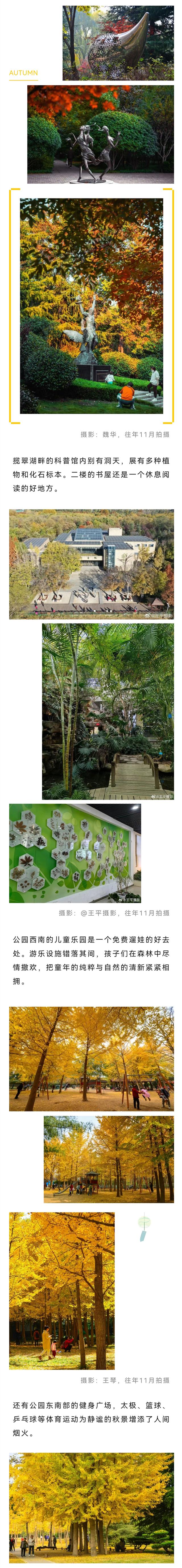 免费打卡！济南1000余亩“森林”，藏着秋末冬初的极致浪漫！