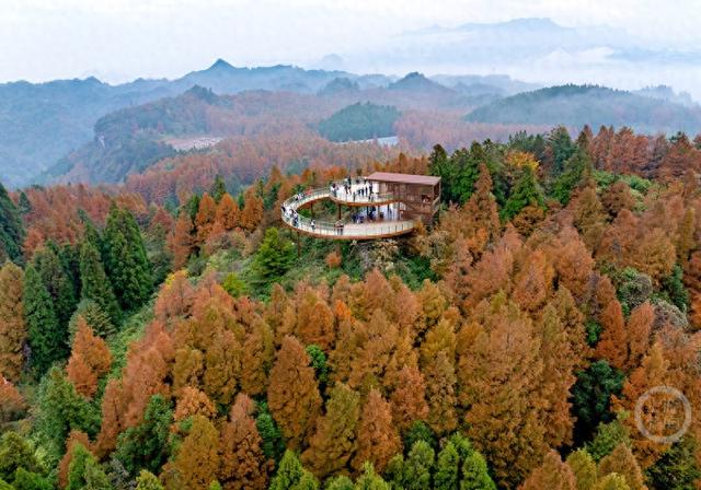 重庆南川：彩林季点燃冬日旅游热