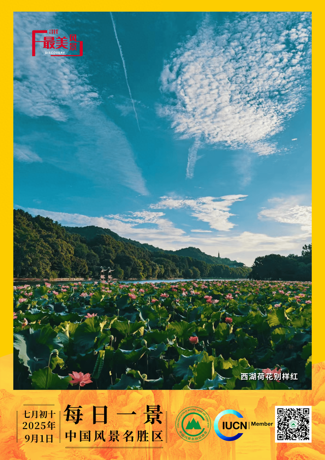 每日一景 | 西湖荷花别样红