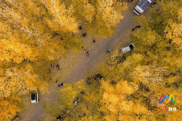 出片率100%！上党区郭堡村含“金”量不断上升