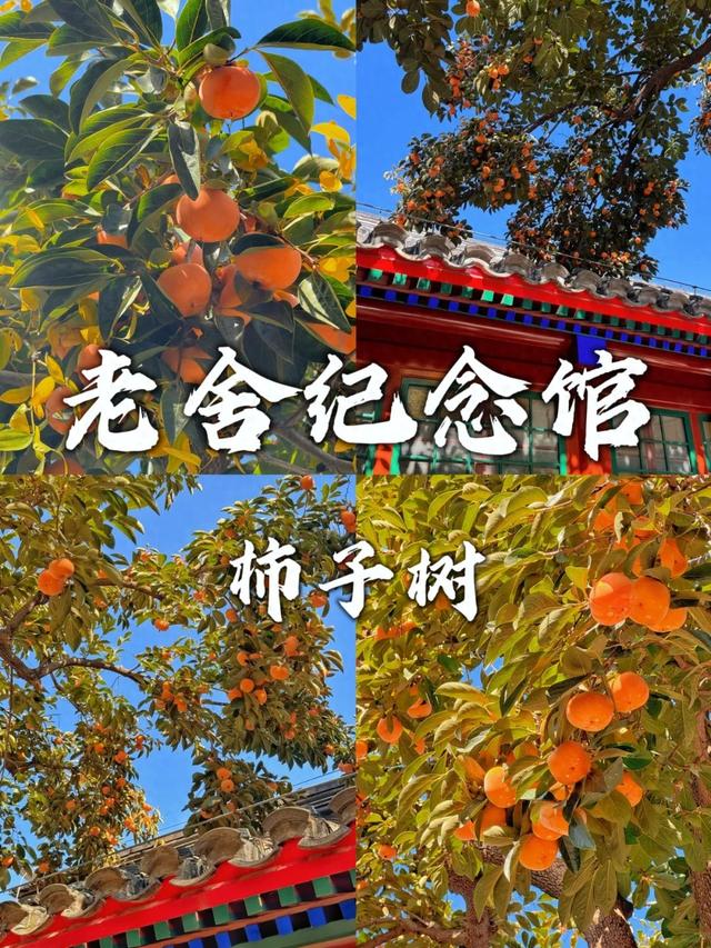 真美！老舍故居里的柿子红了！