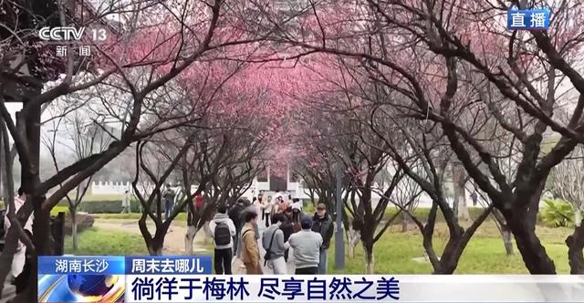 嗅梅香、赏梅韵 “梅”好时光激活周末经济