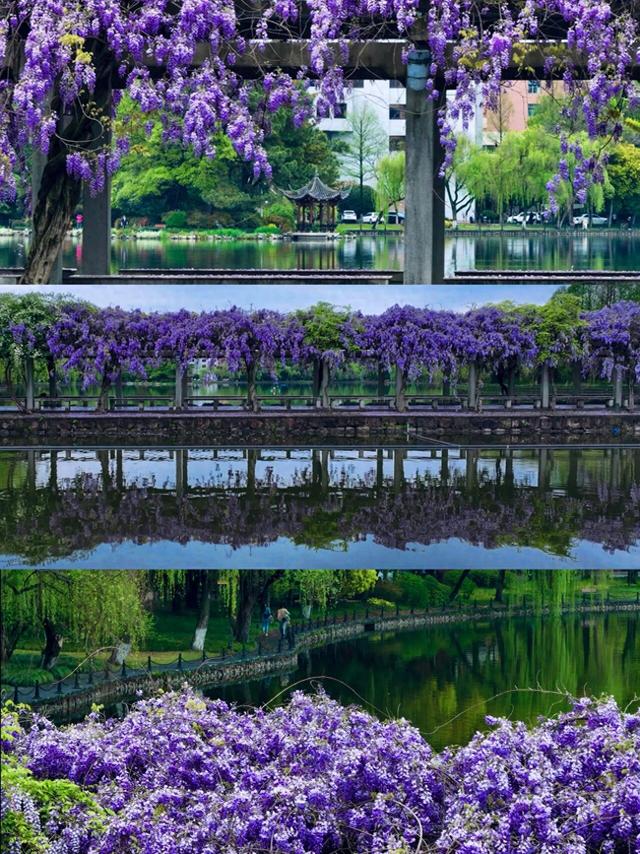 杭州春日“绝绝紫”瀑布已上线！