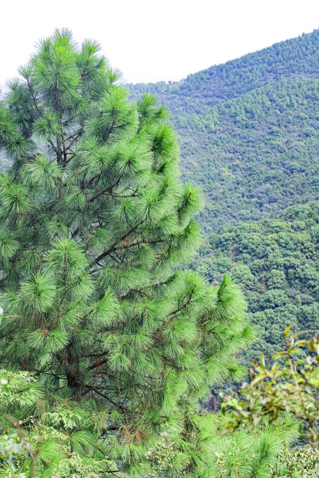 高温退 退 退！西山岛已开启天然空调模式！