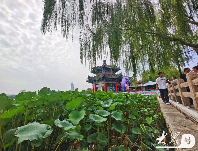 明湖垂柳曼妙多姿 游人如织景致如画