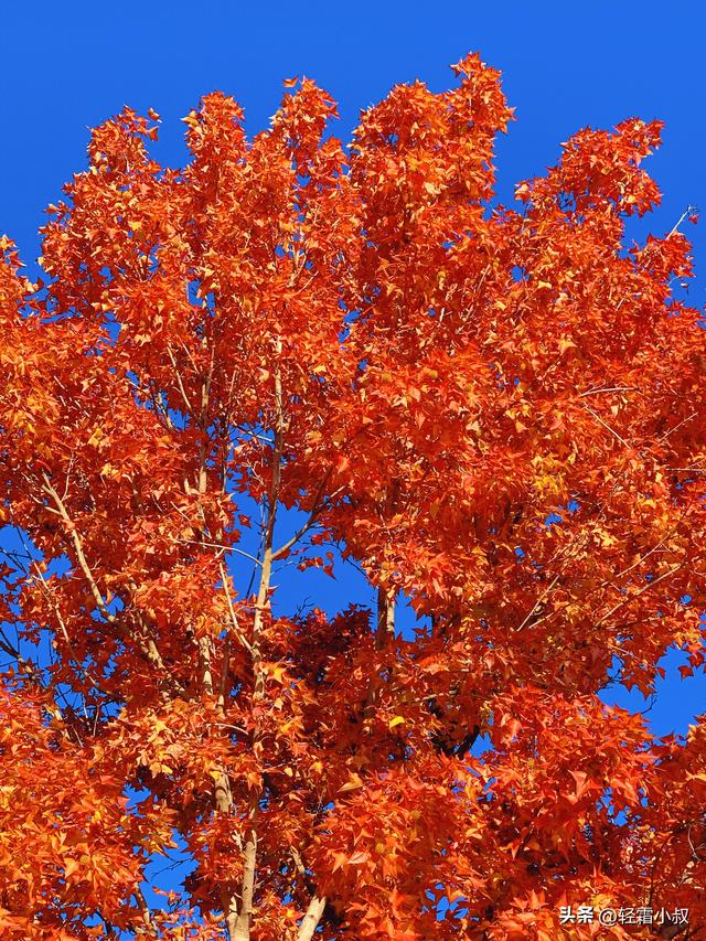 秋霜寒，秋叶艳，秋林醉，在家乡小城，邂逅一场姗姗来迟的秋景