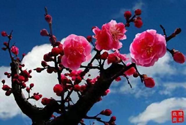 五年之痛七年之痒是啥意思（三年之痛七年之痒）