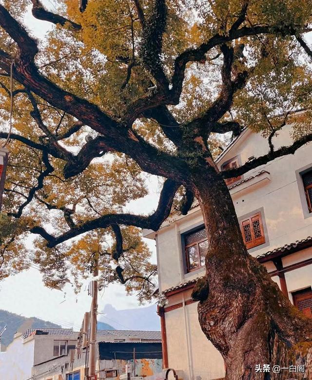 江南香山——天台·南黄古道