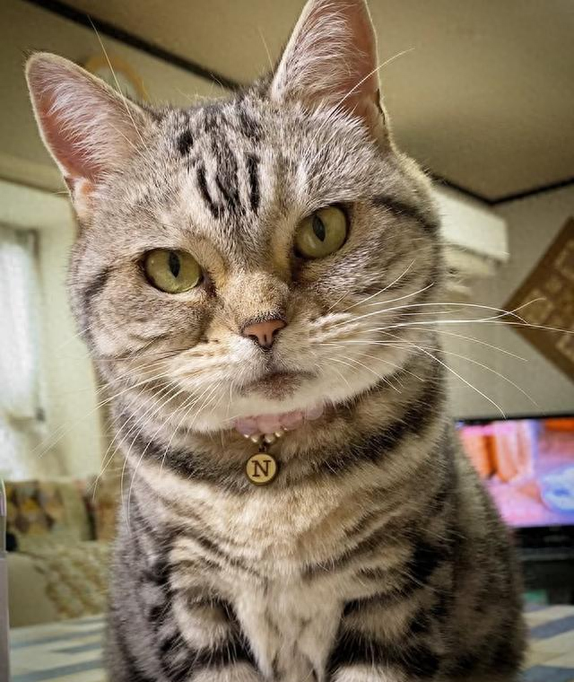 狗猫游戏下载地址（猫和狗能不能和谐共处4个小技巧让天敌变室友）