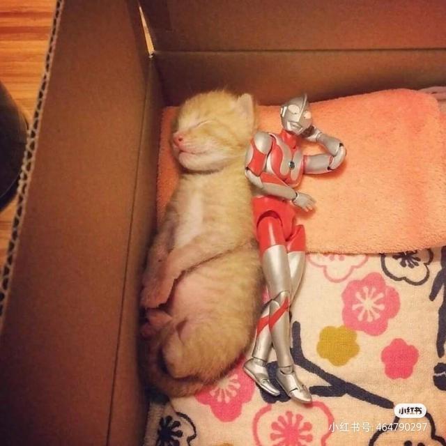 猫和奥特曼对战（猫咪和奥特曼的故事）