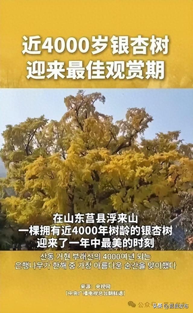 中央广播电视总台朝鲜语宣推莒县银杏树！