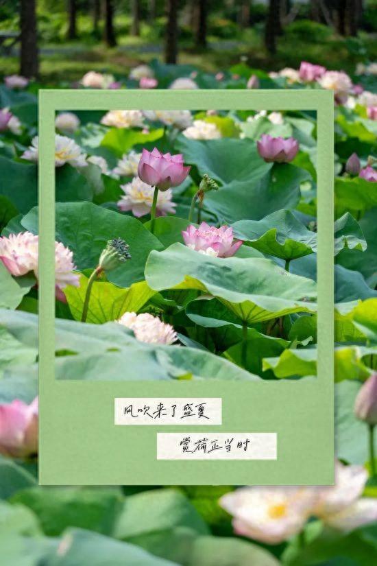 上海限定美景已上线！这个七月，“荷”你相遇