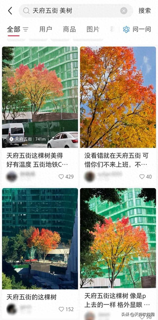 天府软件园银杏黄了！除了网红树，绝美风景即将上线