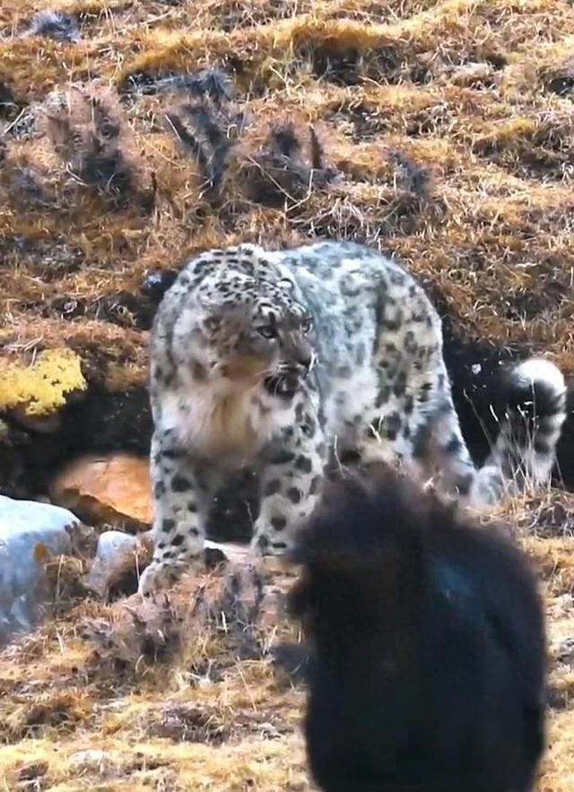 青海游客在317国道自驾偶遇雪豹大战藏獒，双方对峙6秒后各自跑开